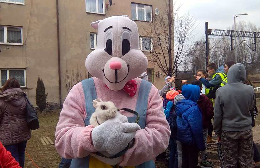 Zajączek na Cynkowej